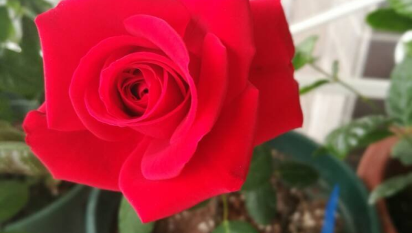 阳台种植玫瑰花的北方风水分析