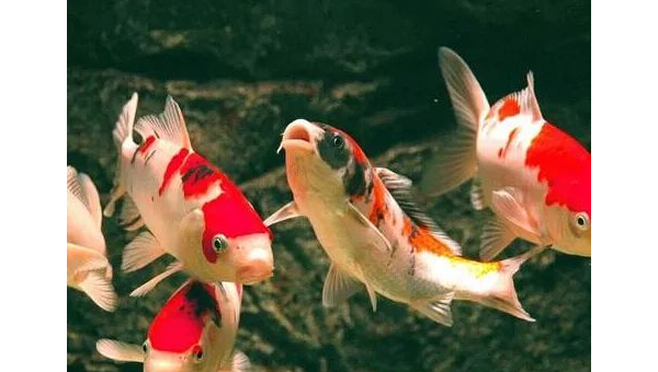 院子里养金鱼的风水讲究