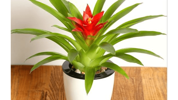 阳台种柠檬树风水好吗