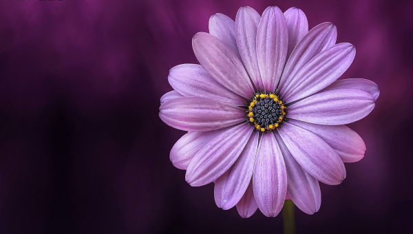 店铺收银台放金蟾摆件风水好吗