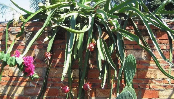 阳台种火龙果风水好吗