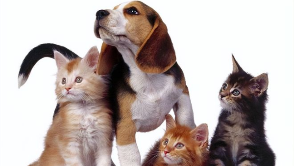 院子里养猫的风水讲究