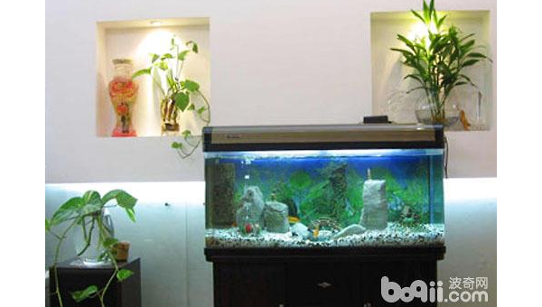 家中放置鱼缸是否能旺财？风水解析