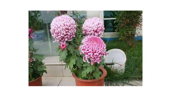 阳台种植菊花的北方风水分析