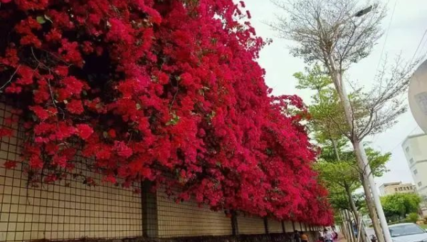 阳台种植紫荆花的北方风水探讨