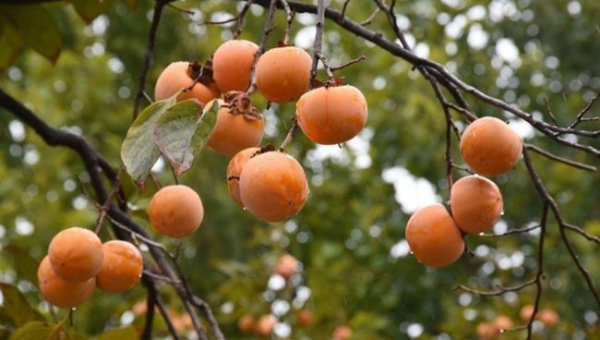 院子里种植柿树的风水好处